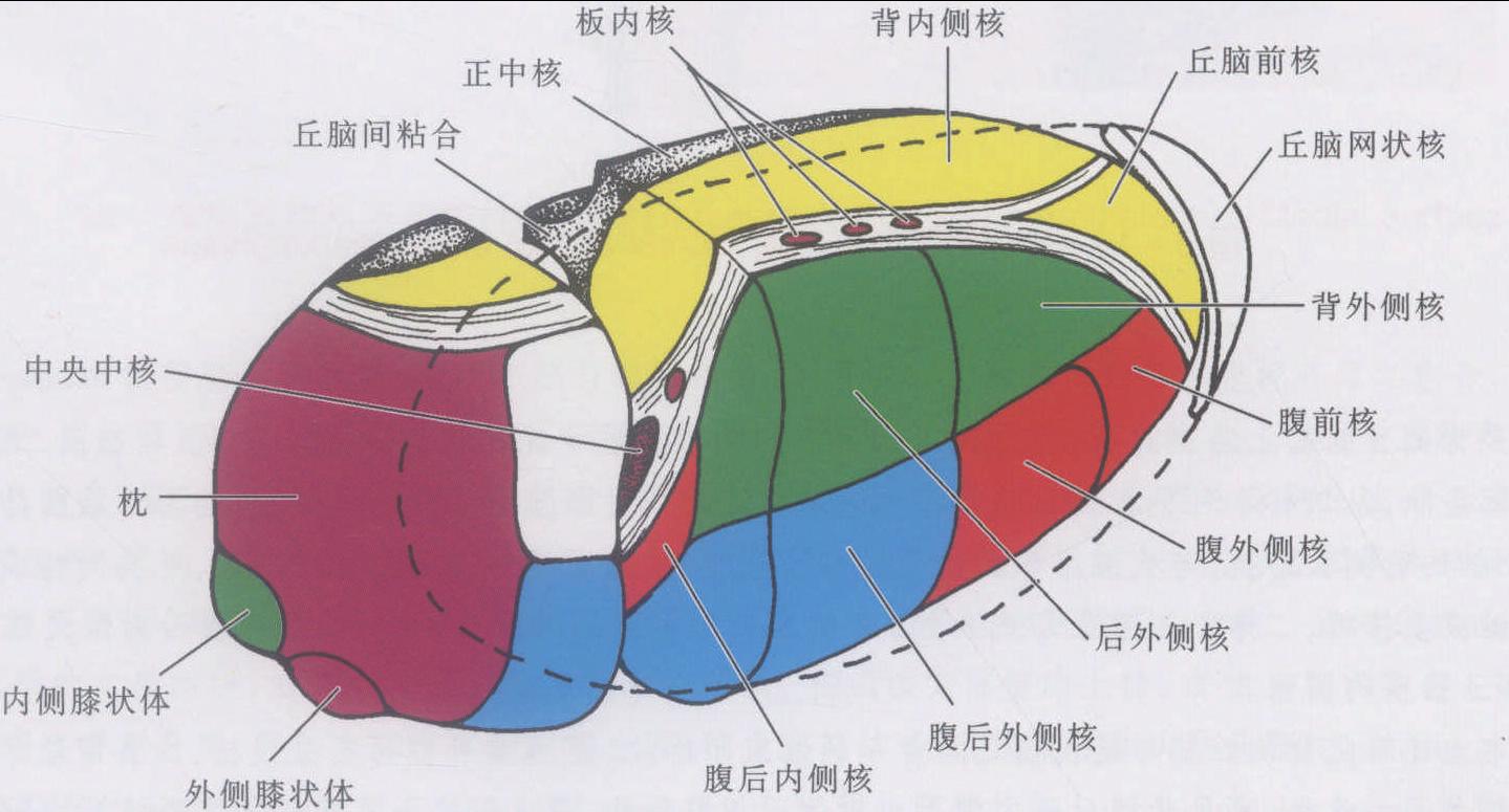 图5-1-42 背侧丘脑各核团示意图